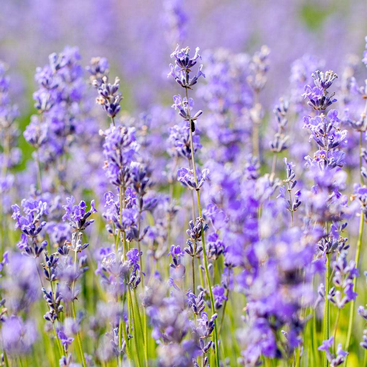 Weleda LAVENDEL Entspannendes Pflege-Öl 100 ml