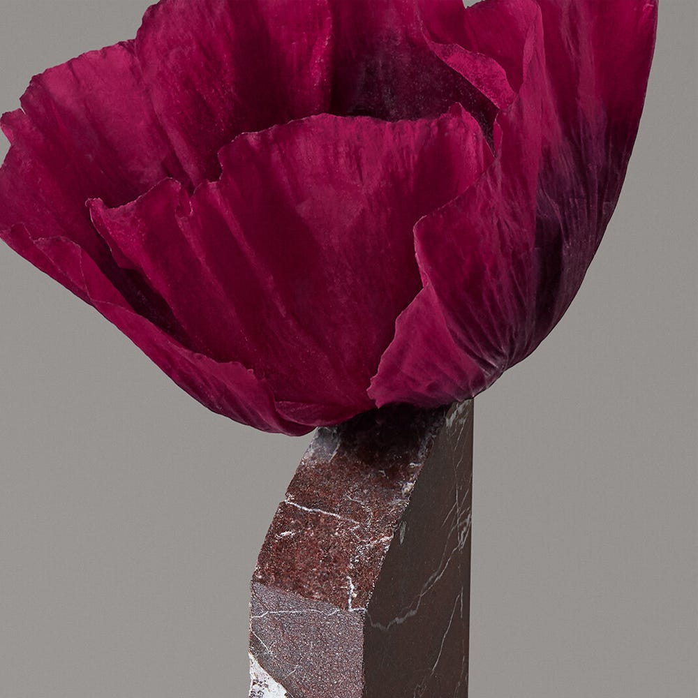 12086820-Farbe-Rose Blaze