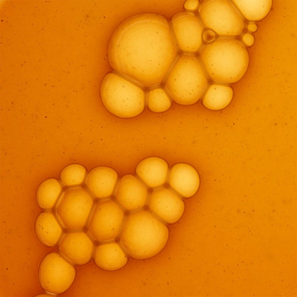Olistic Women Next 28 x 25 ml