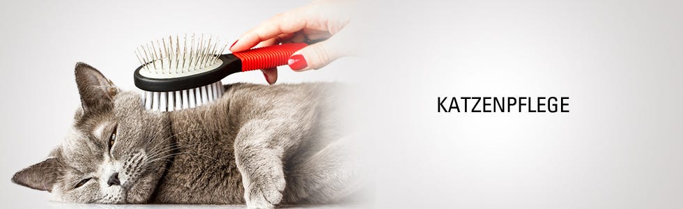 Katzenpflege Katzenpflege